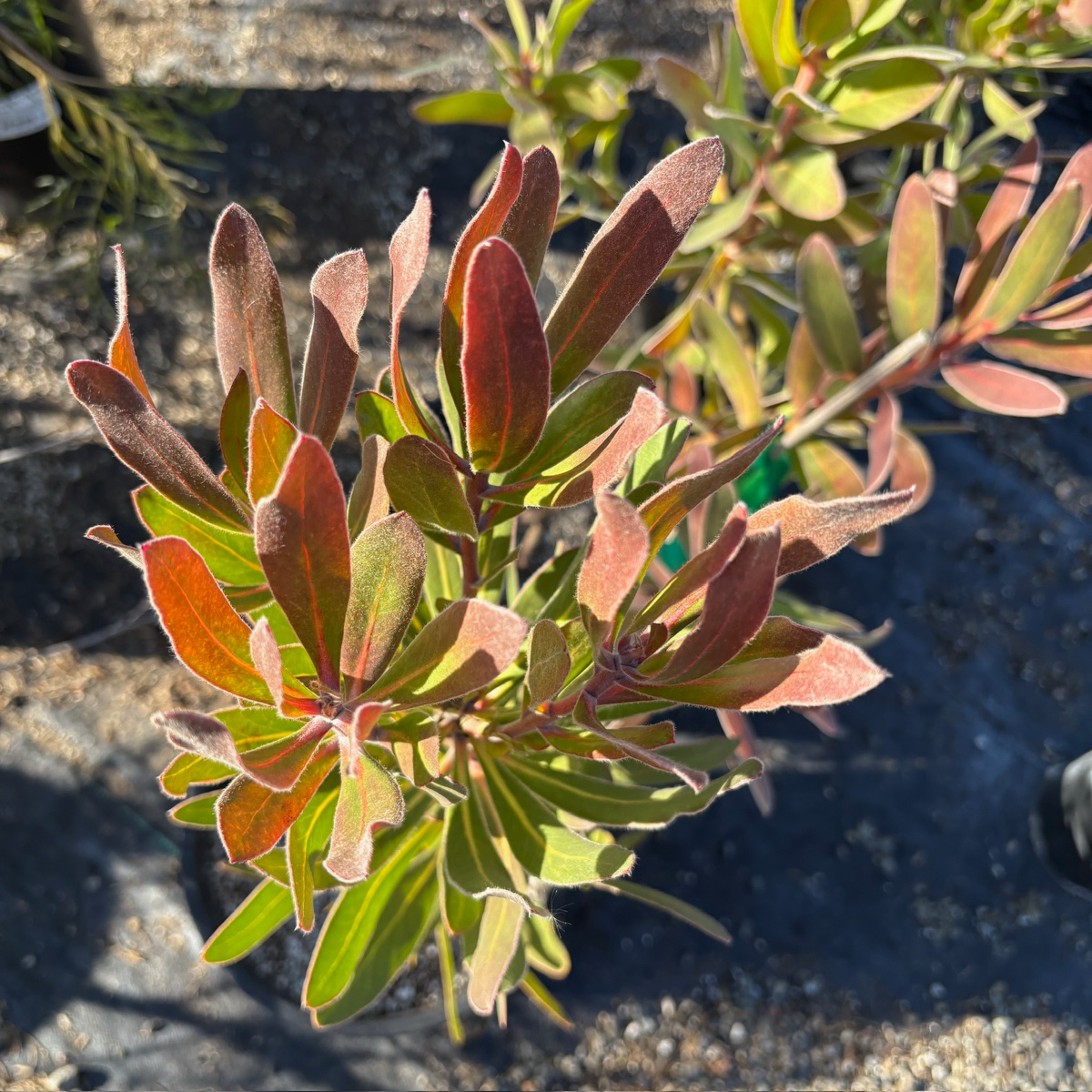 Mini King Protea