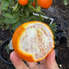 Minneola Tangelo