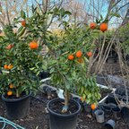 Minneola Tangelo