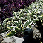 Minute Man Plantam Lily 1 gallon sized  Minute Man Hosta Plantam Lily with variegated leaves in a garden setting