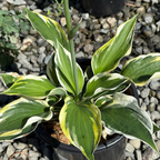 Minute Man Hosta Plantam Lily, Variegated green and white leaves in a pot on a gravel surface