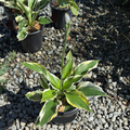 Minute Man Hosta Plantam Lily with variegated leaves on a gravel surface