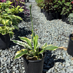 Potted Minute Man Hosta Plantam Lily  in a garden center with other plants and gravel
