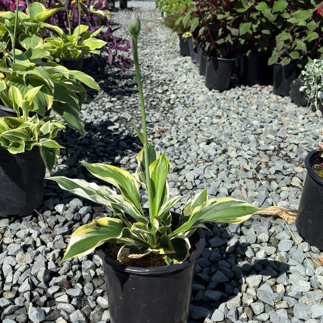 Potted Minute Man Hosta Plantam Lily  in a garden center with other plants and gravel