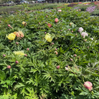 Misaka Iton Peony