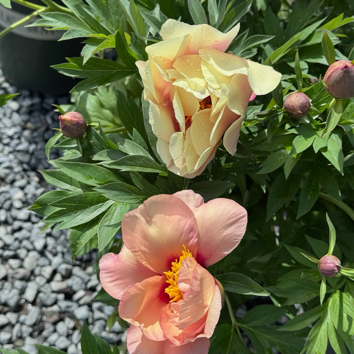 Misaka Iton Peony