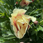 Misaka Iton Peony