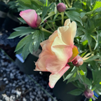 Misaka Iton Peony