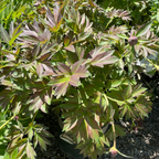 Misaka Iton Peony