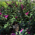 Miss Molly Butterfly Bush