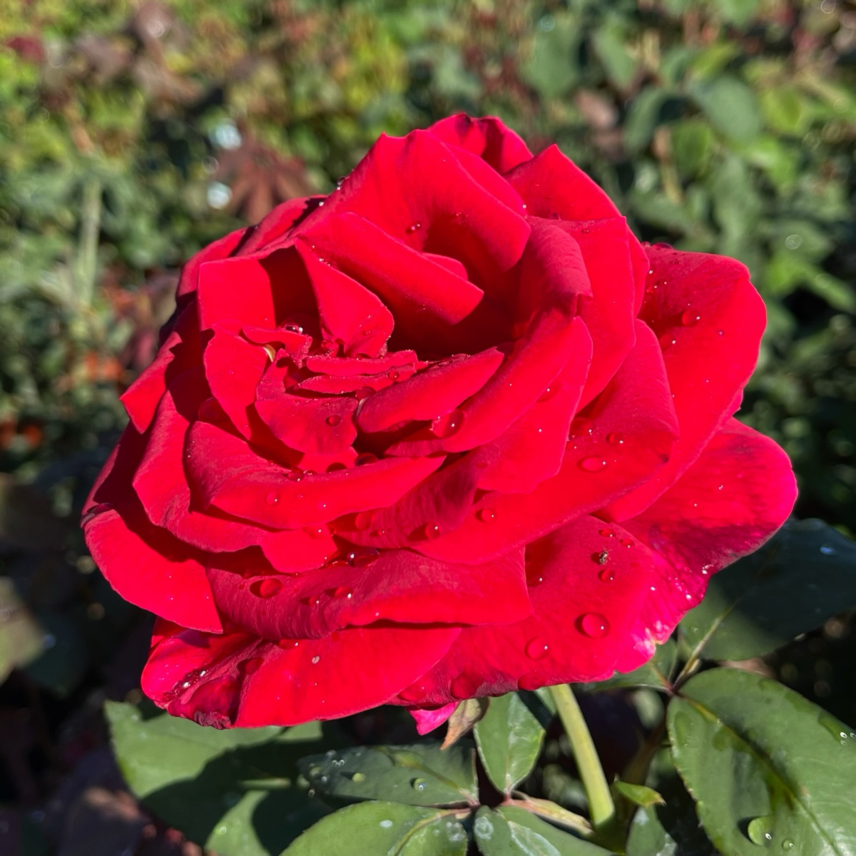 Mister Lincoln Hybrid Tea Rose