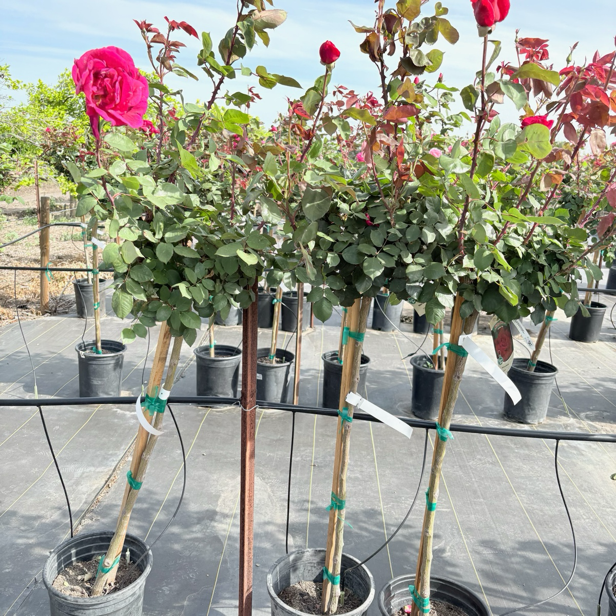 Mister Lincoln Hybrid Tea Rose