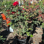 Mister Lincoln Hybrid Tea Rose