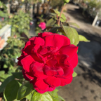 Mister Lincoln Hybrid Tea Rose