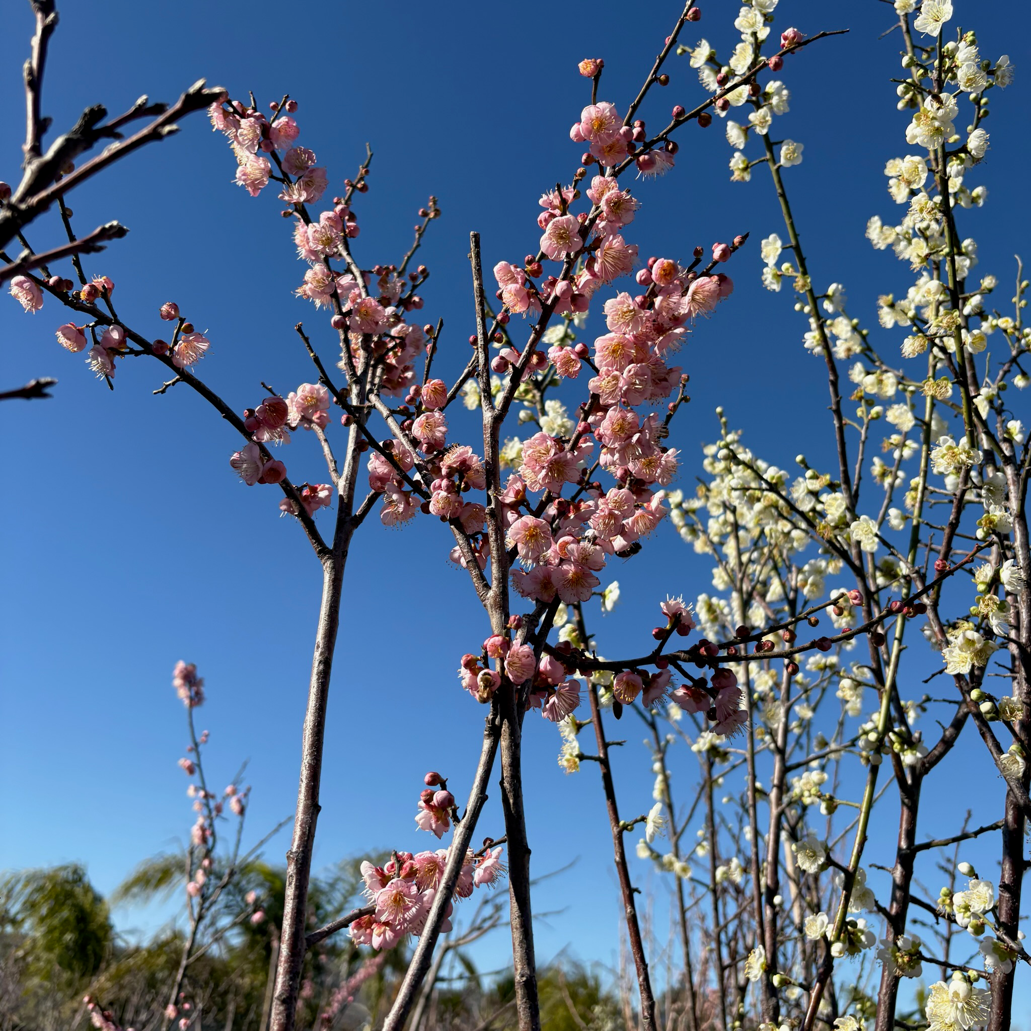 Blossoming Mokel Flowering Apricot trees against a clear blue sky.