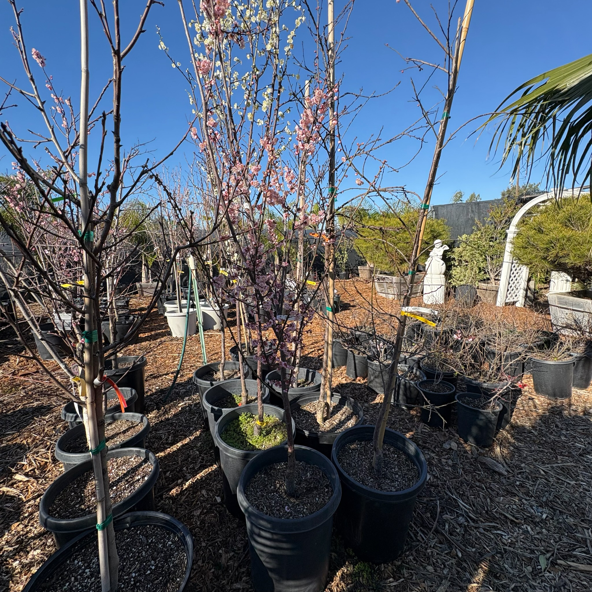 Potted Mokel Flowering Apricot trees in a garden setting with a clear blue sky.