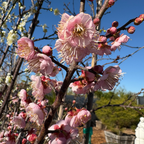 Pink blossoms on a Mokel Flowering Apricot tree branch with a clear blue sky in the background