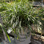 Potted Mondo Grass with a visible label in a nursery setting