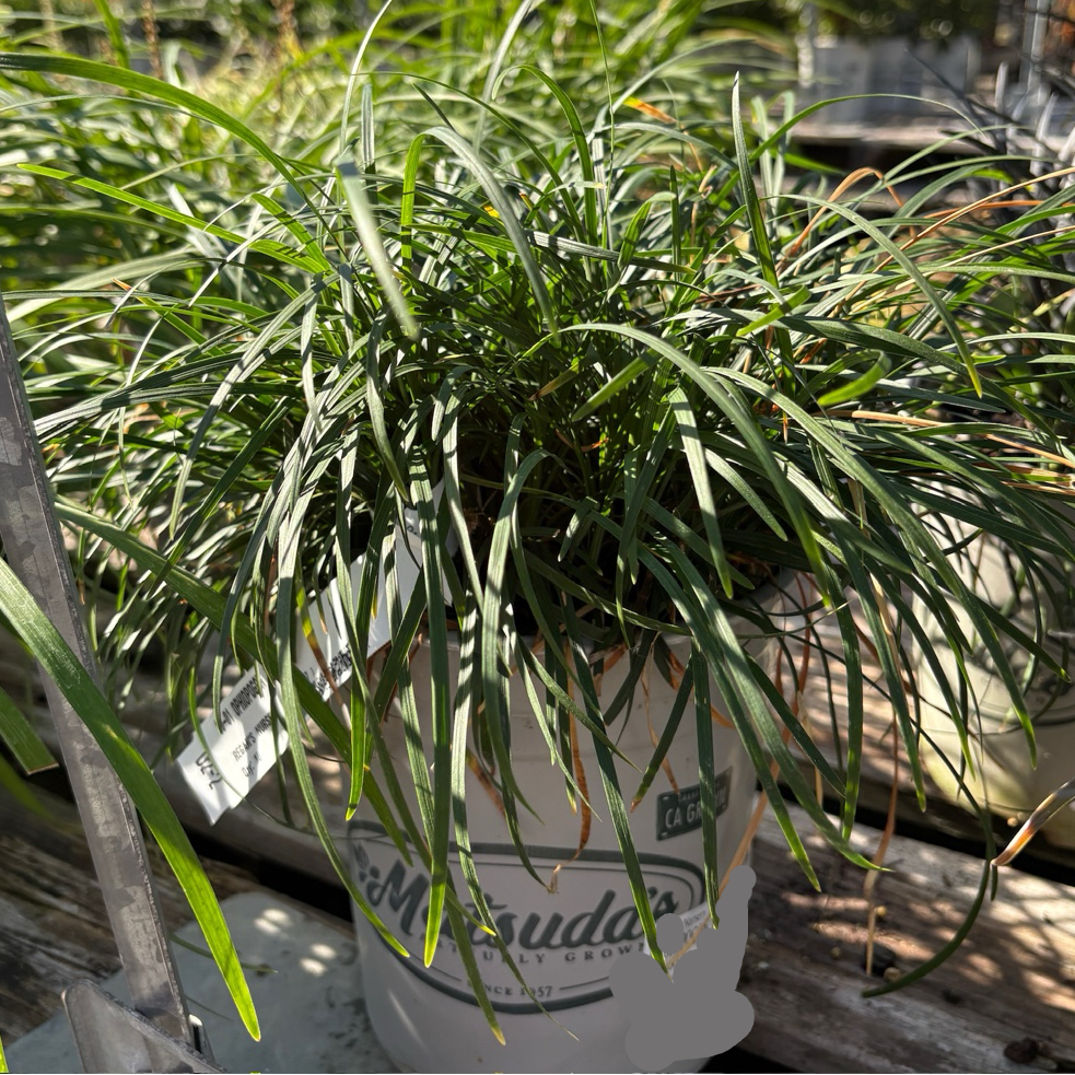 Potted Mondo Grass with a visible label in a nursery setting