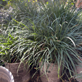 Potted Mondo Grass with long green leaves in a garden setting