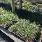 Mondo Grass