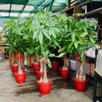 Money Tree