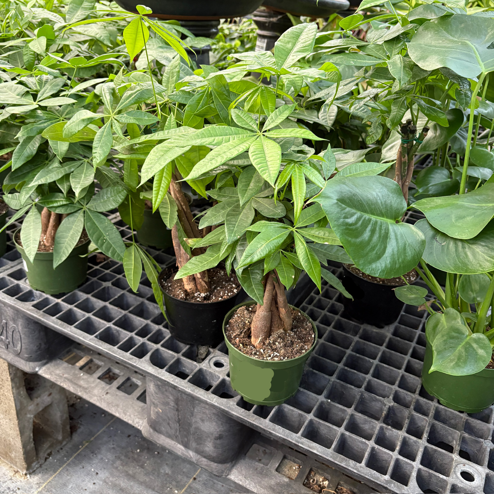 money tree 植物 发财树| 低维护室内绿植| 高雅翠绿叶片| 客厅办公理想选择– Victory Nursery