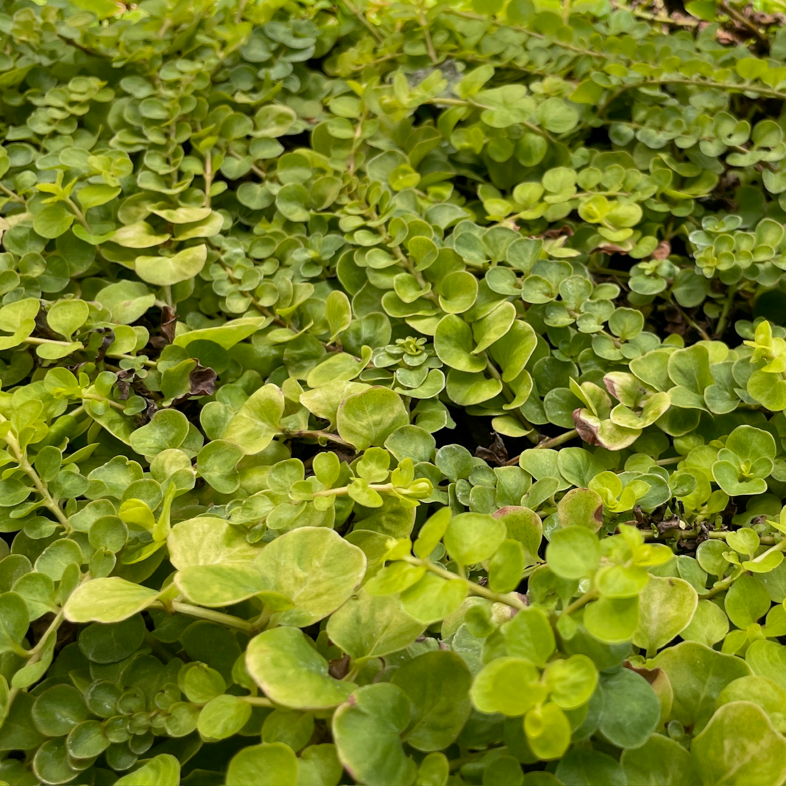 Moneywort Creeper Gold Close-up of green leafy Moneywort Creeper Gold