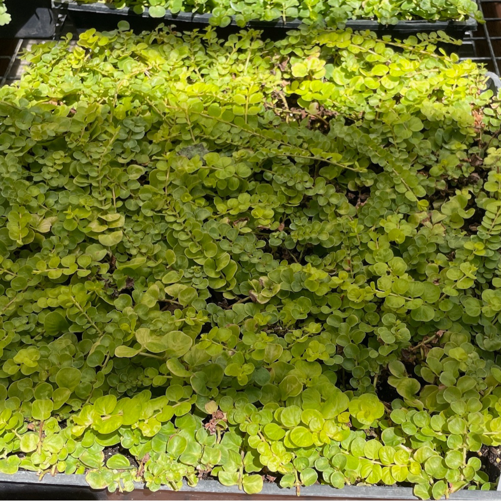 Close-up of Moneywort Creeper Gold plants in a greenhouse setting