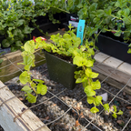 Moneywort Creeper Gold