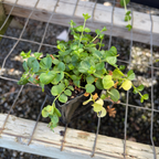 Moneywort Creeper Gold