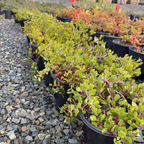 Monterey Carpet Manzanita