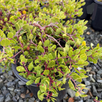Monterey Carpet Manzanita