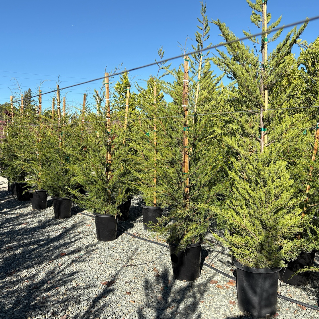 Monterey Cypress