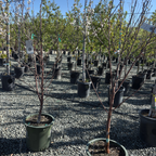 Montmorency Cherry