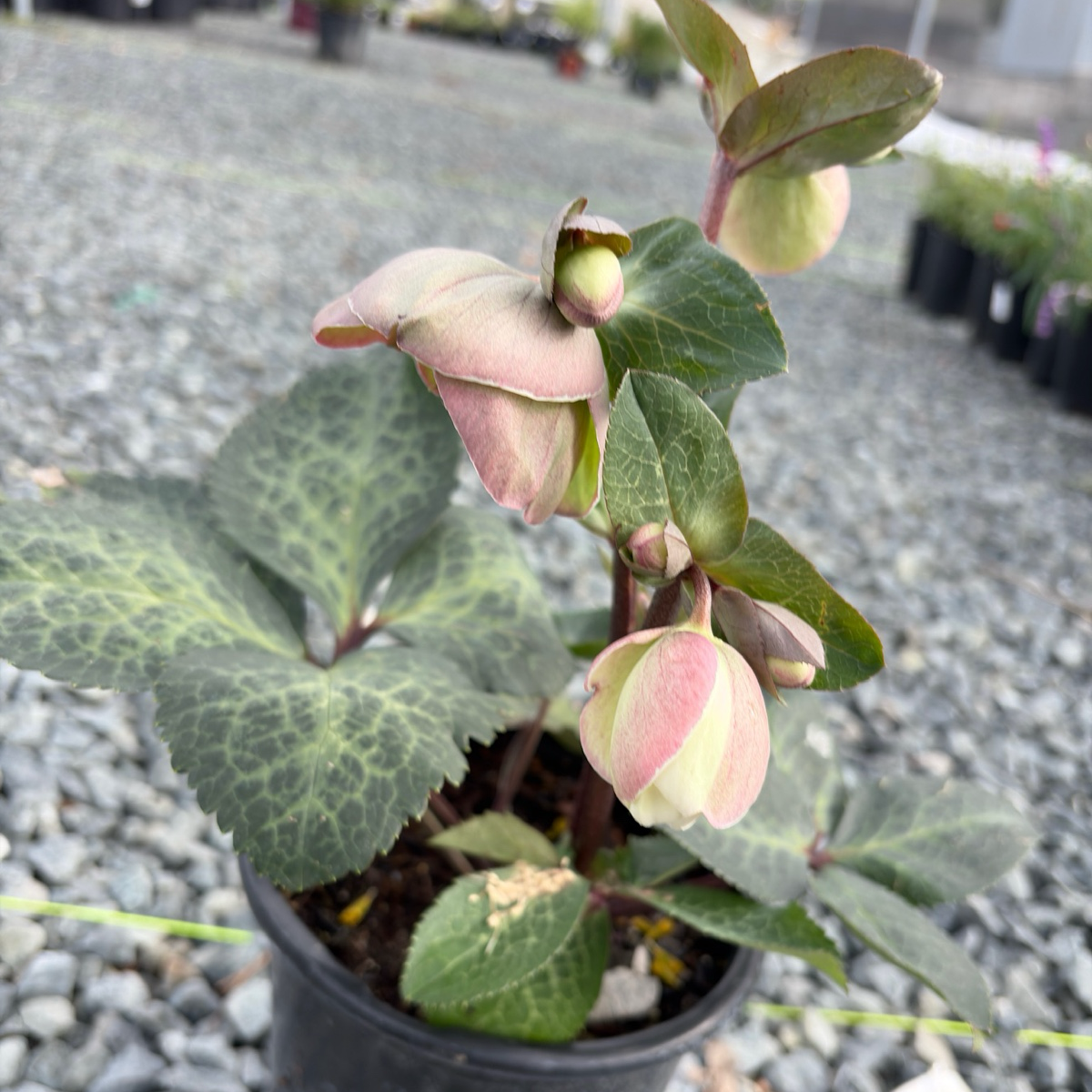 Moondance Lenten Rose