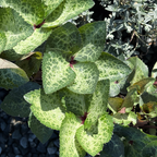 Moondance Lenten Rose