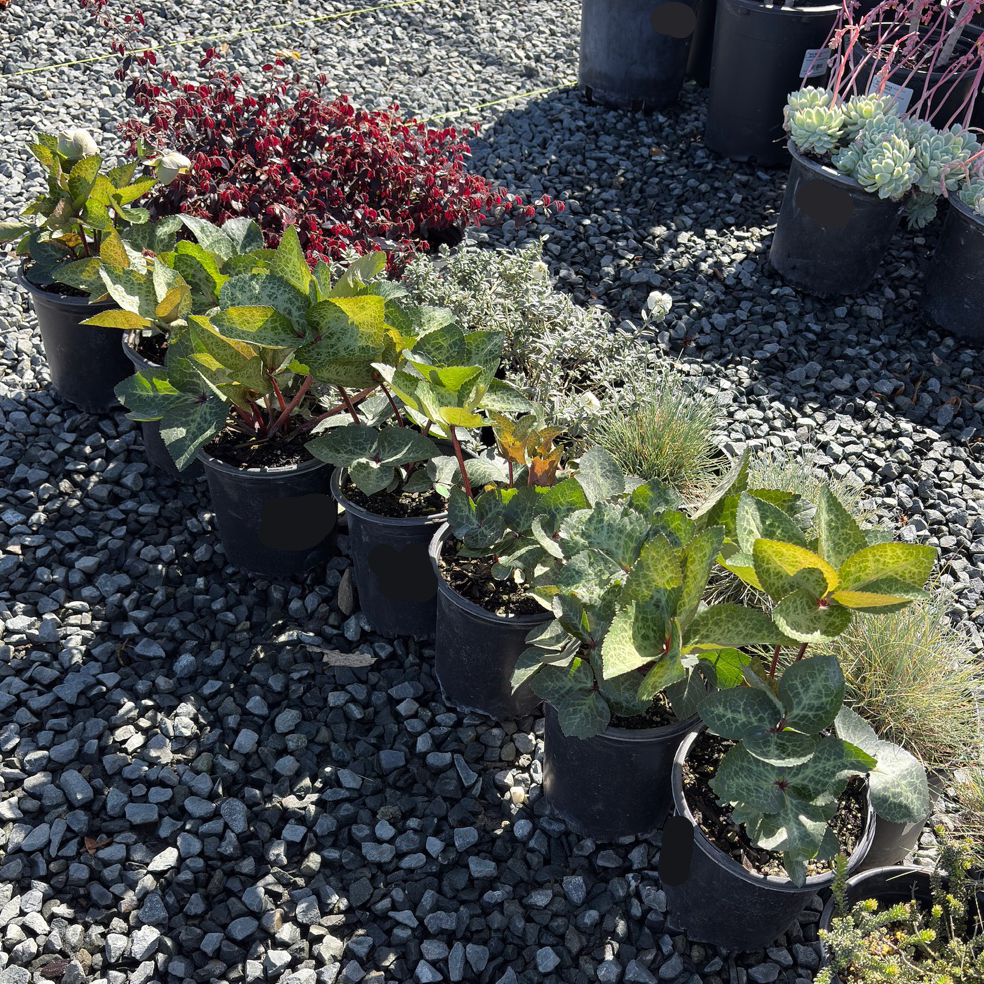 Moondance Lenten Rose