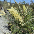 Moonlight Grevillea