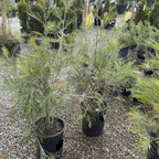 Moonlight Grevillea
