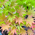 Close-up of vibrant green and pink Moonrise Japanese Maple leaves