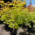 Moonrise Japanese Maple trees in pots with vibrant green leaves in a nursery setting