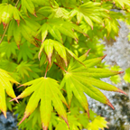 Close-up of green Moonrise Japanese Maple leaves with a blurred background