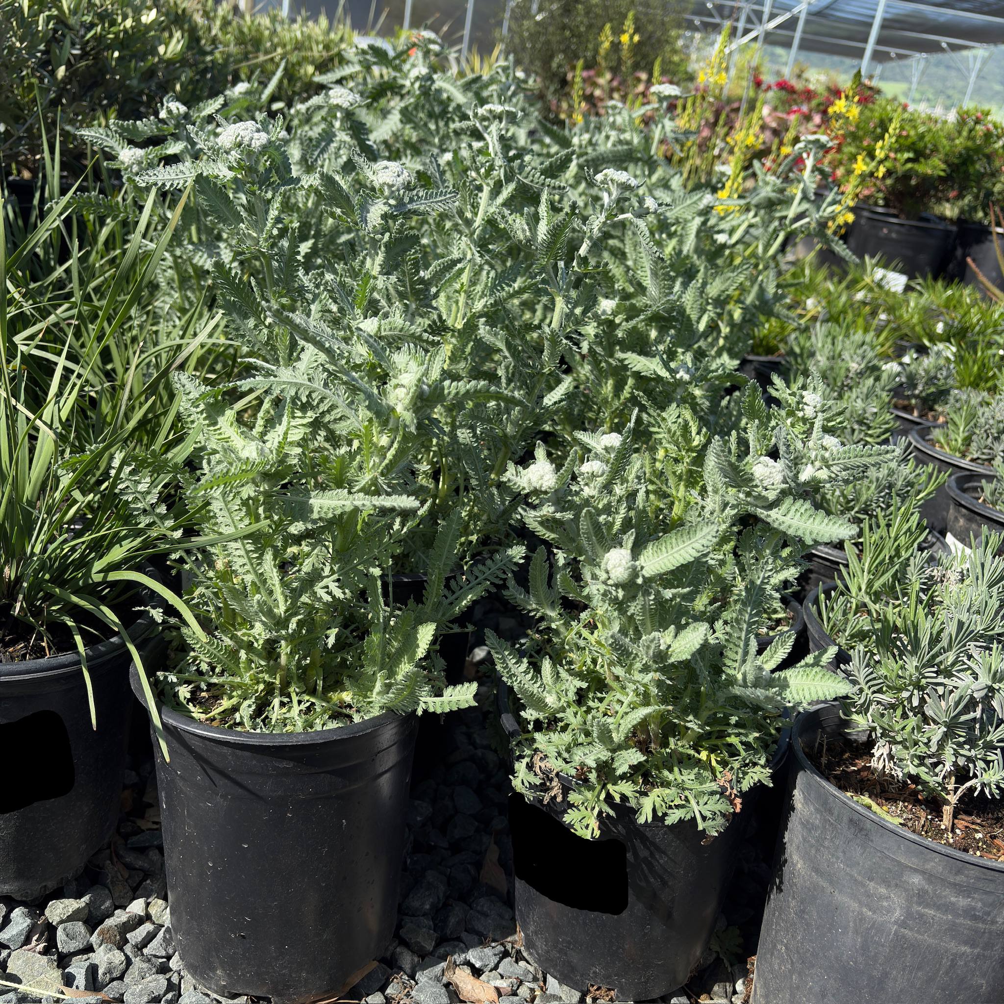 Moonshine Common Yarrow