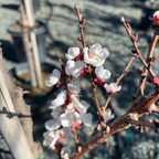 Moorpark Apricot