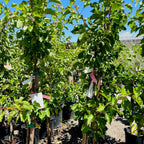 Moorpark Apricot