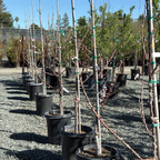 Moorpark Apricot