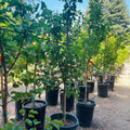 Moorpark Apricot
