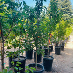 Moorpark Apricot