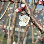 Moorpark Apricot